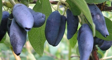 Chutná a zdravá zimolez kamchadalka - přehled vlastností a pravidel pěstování